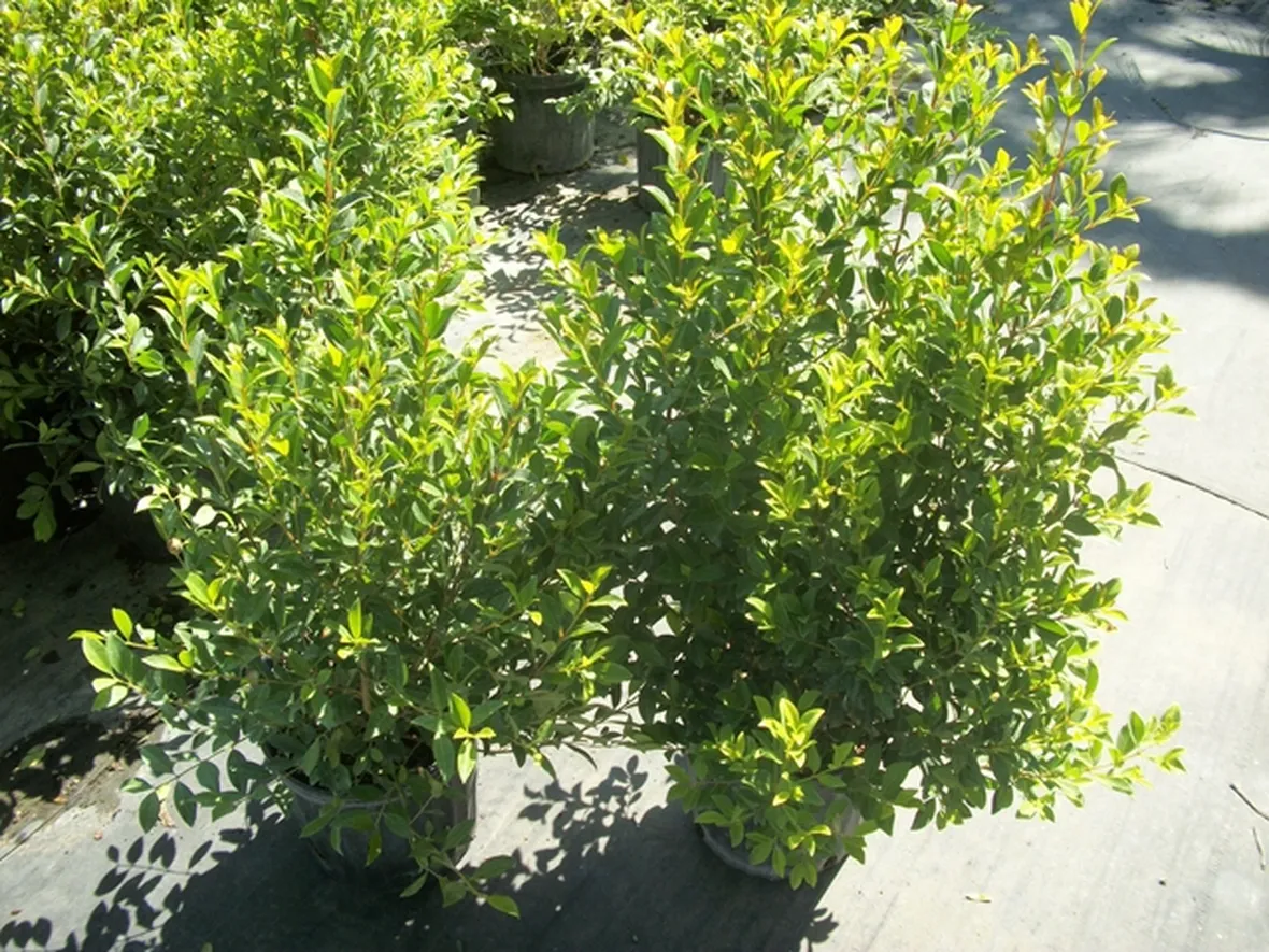 Piante di eugenia