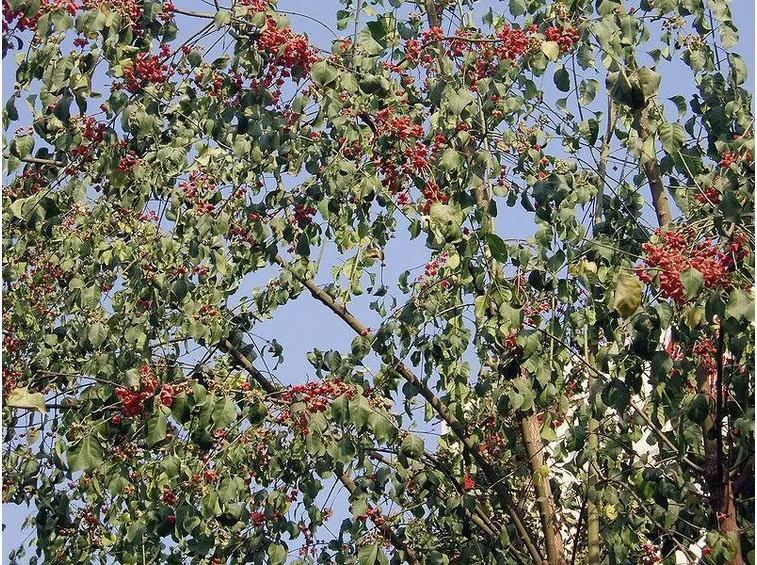 Euonymus Bungeanus Berries