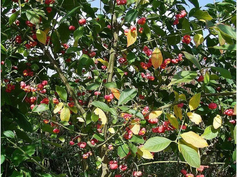 L'euonymus europaeus