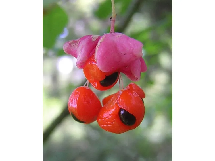 Euonymus verrucosa