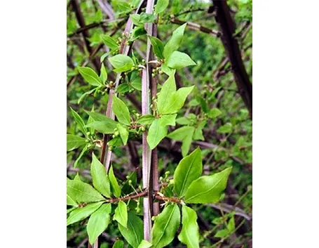 euonymus alata