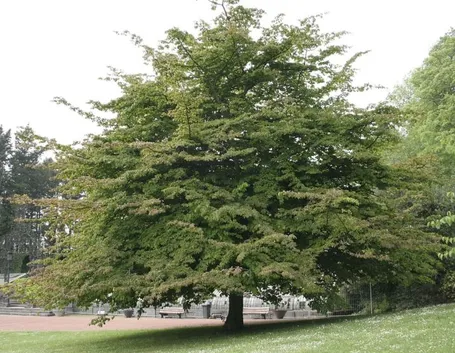 Esemplare Fagus Sylvatica
