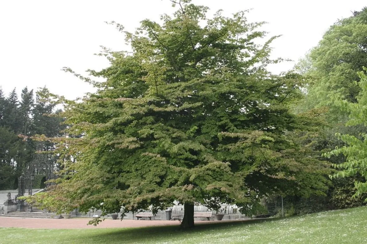 Esemplare Fagus Sylvatica