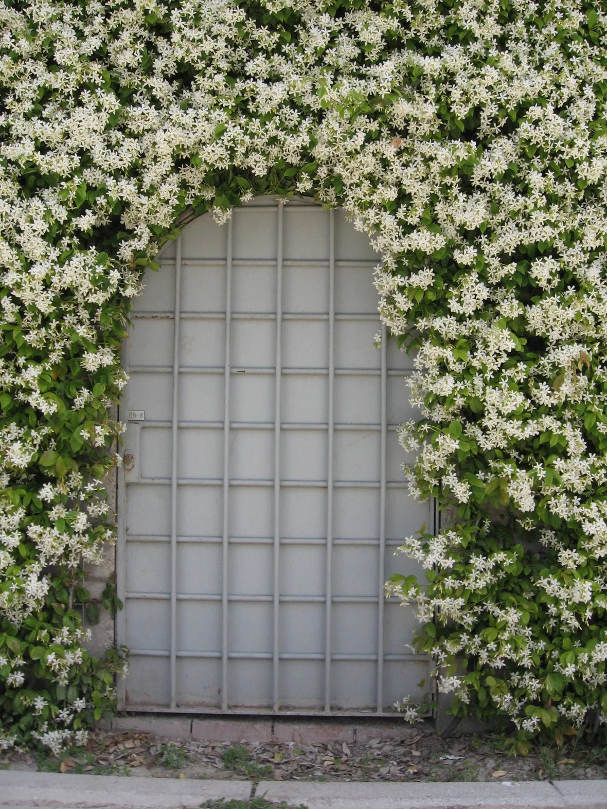 Finto Gelsomino durante la fioritura
