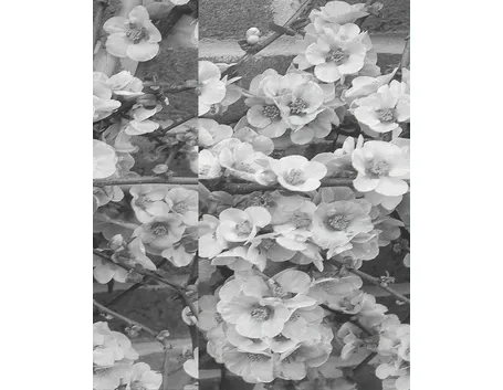 Chaenomeles japonica fiorita.