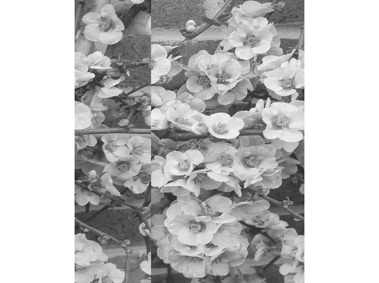 Chaenomeles japonica fiorita.