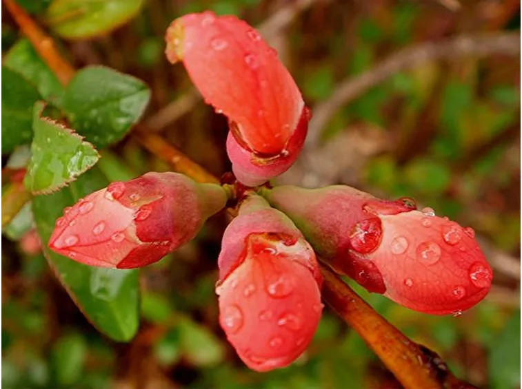 Boccioli di chaenomeles japonica