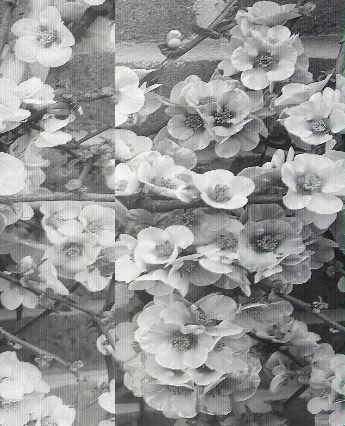 Chaenomeles japonica fiorita.
