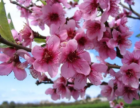 Ramo con fiori di pesco