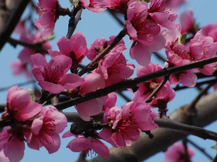 Fiori di pesco