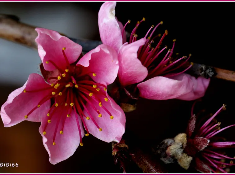 Particolare di fiori di pesco