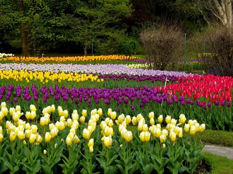 Distesa di tulipani