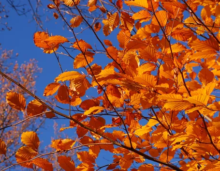 Colorazione autunnale delle foglie