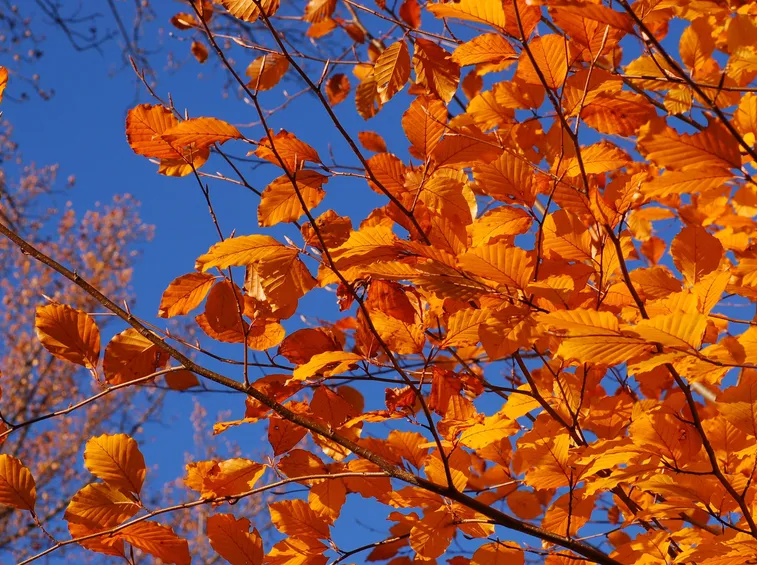 Colorazione autunnale delle foglie