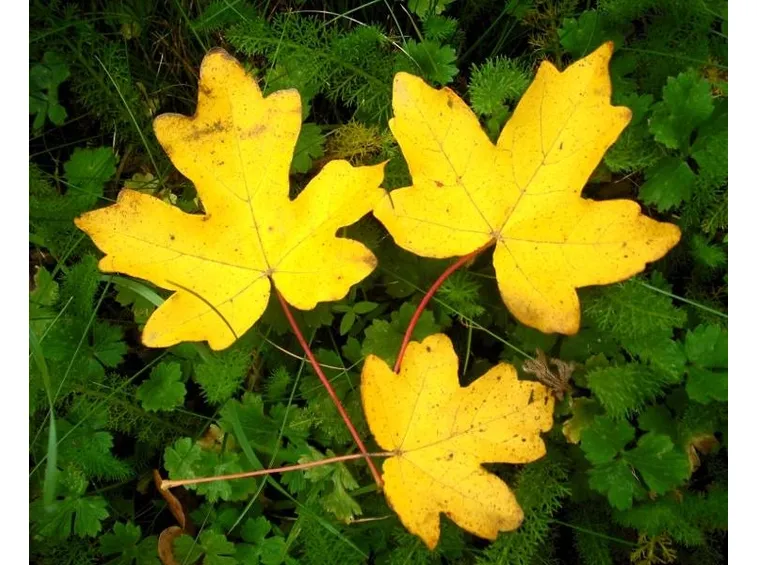 Foglie di acer campestre