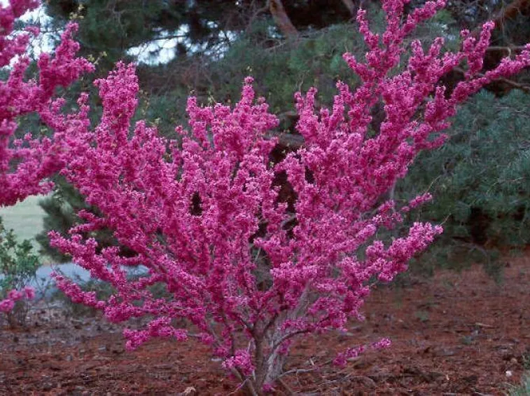 Ramo di cercis
