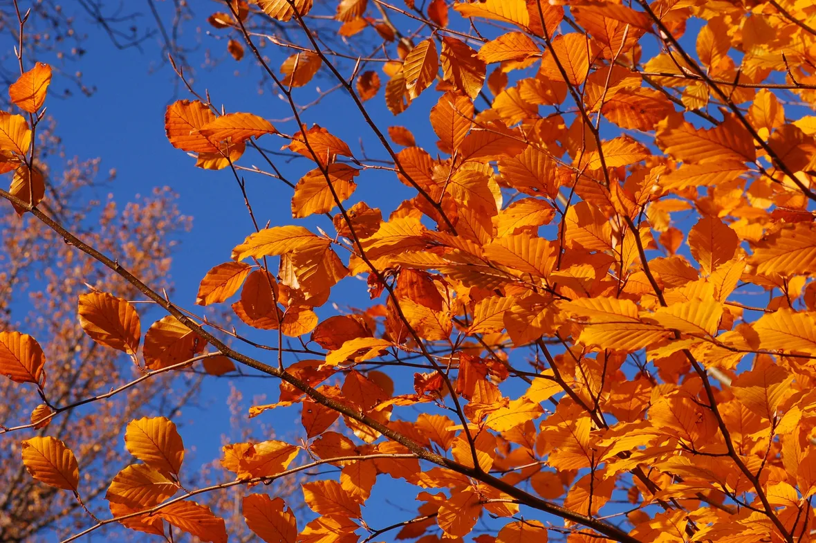Colorazione autunnale delle foglie