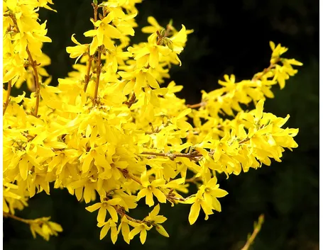 Fiori di forsythia
