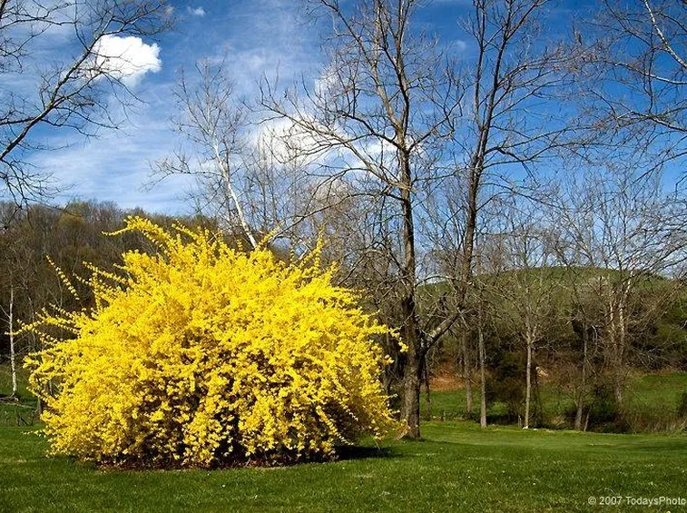 Cespuglio di forsythia