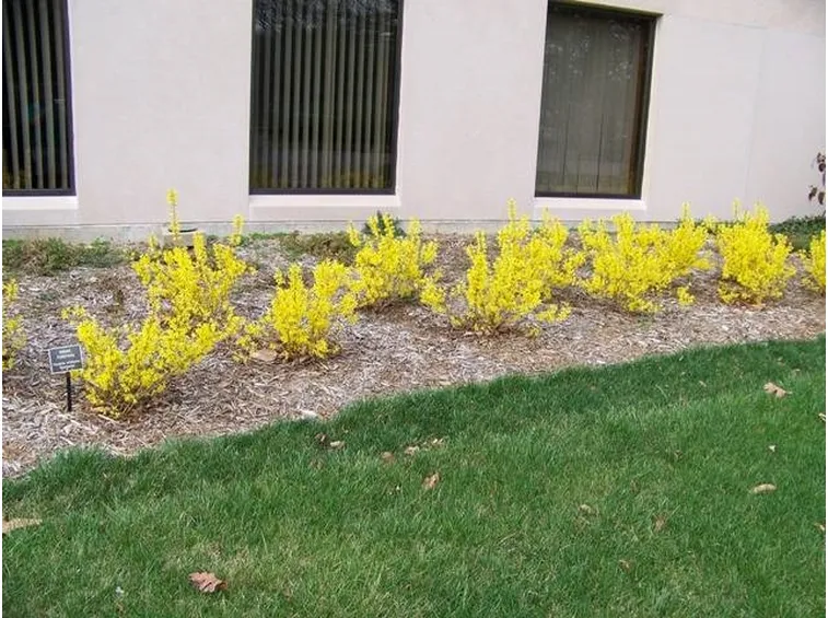 Giovani piante di forsythia