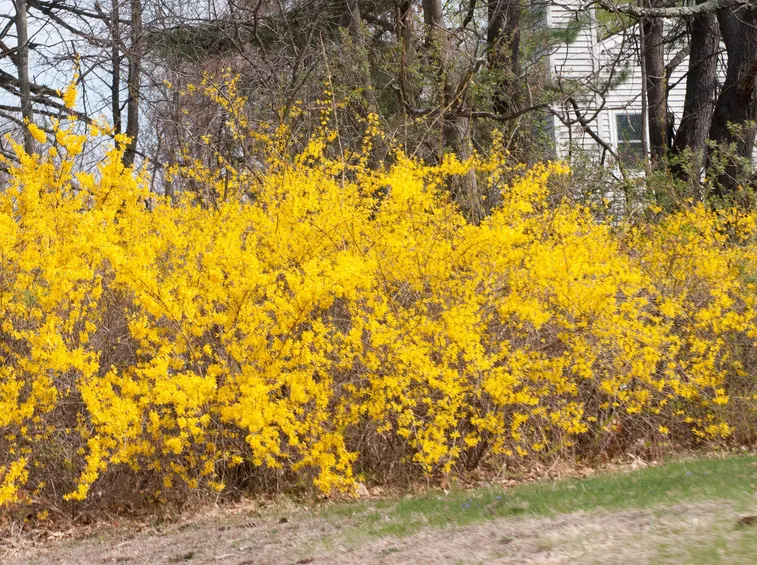 Siepe di forsythia
