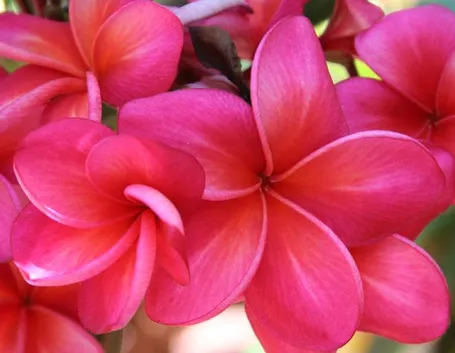 Fiore di plumeria rosso