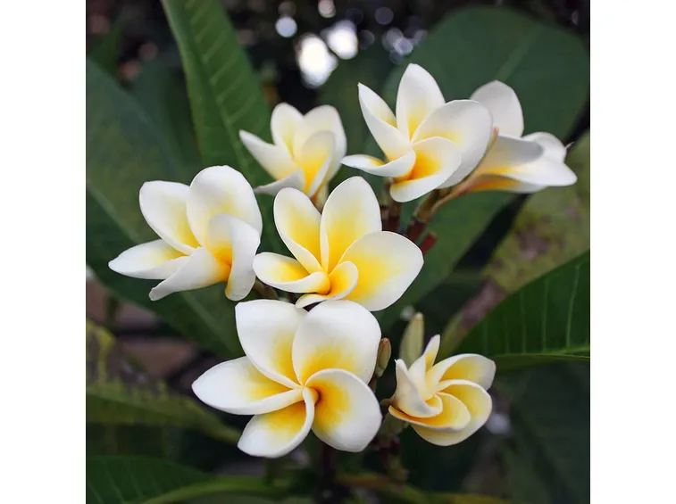 Plumeria acutifolia