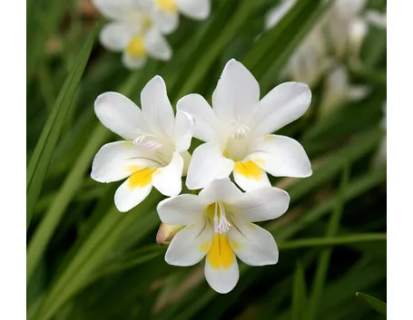 Fiori fresie bianche