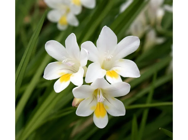Fiori fresie bianche