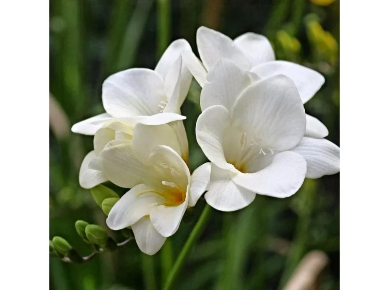 Fresia bianca pianta