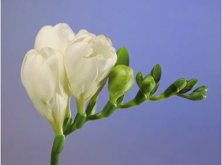 Boccioli fiori fresia