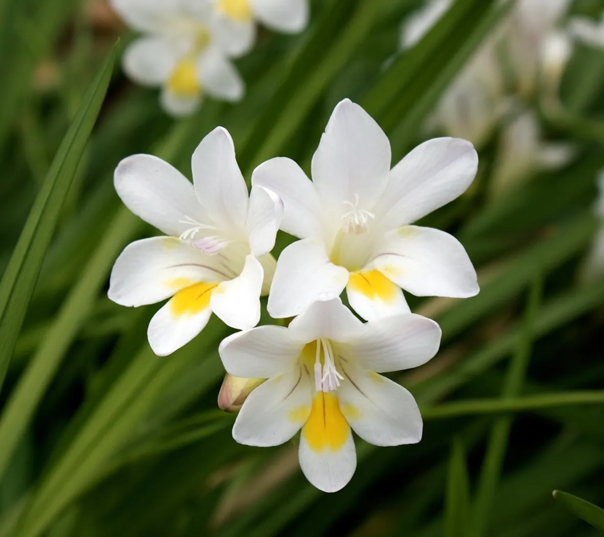 Fiori fresie bianche