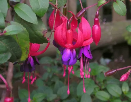 fiori di fucsia