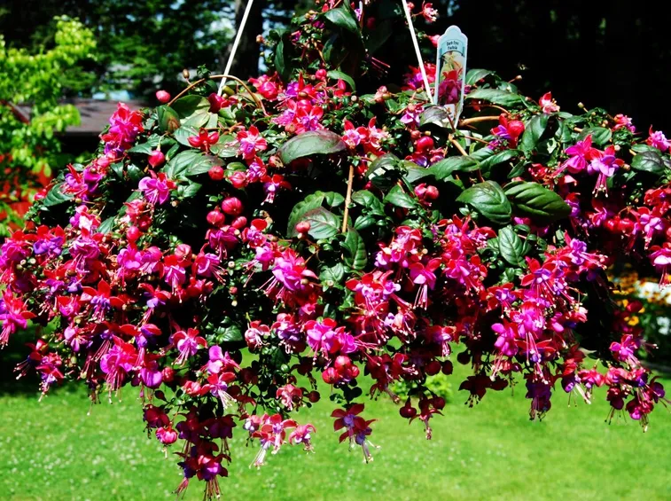 fucsia vaso