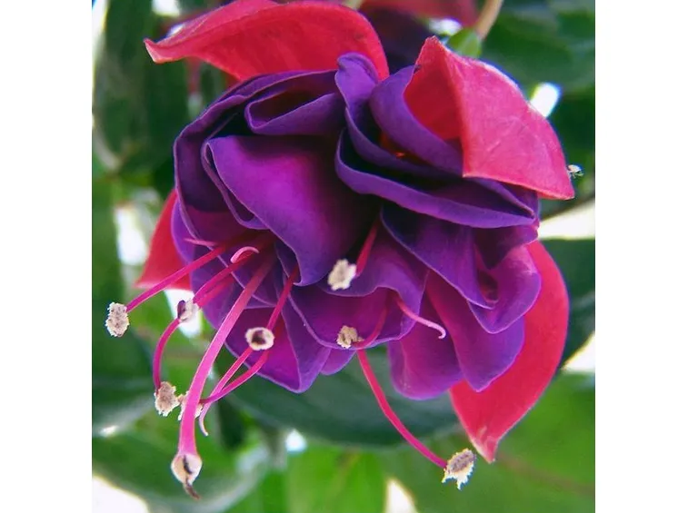 fiore fucsia