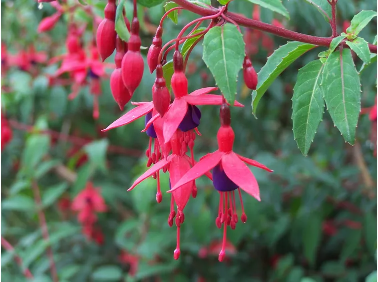 fucsia