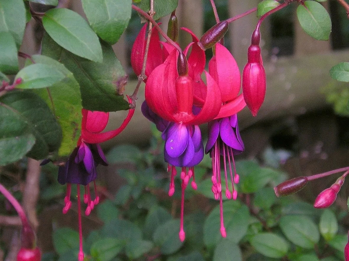 fiori di fucsia