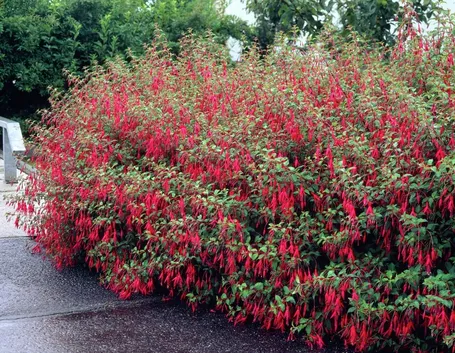 Cespuglio di Fuchsia Magellanica