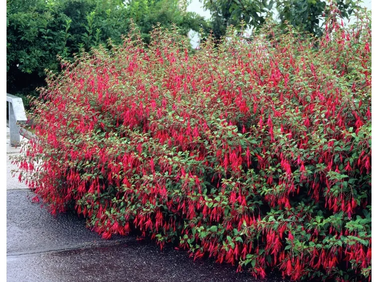 Cespuglio di Fuchsia Magellanica
