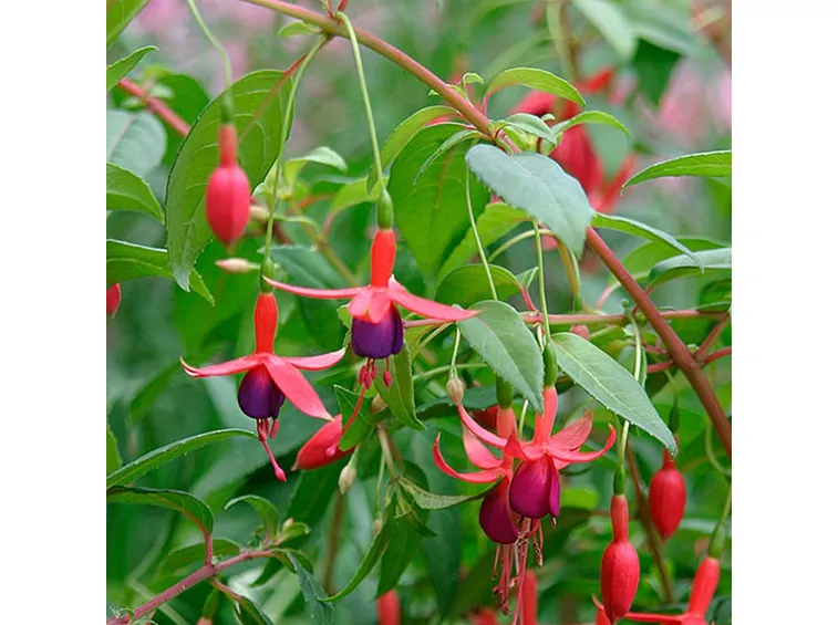 Fiori di fucsia