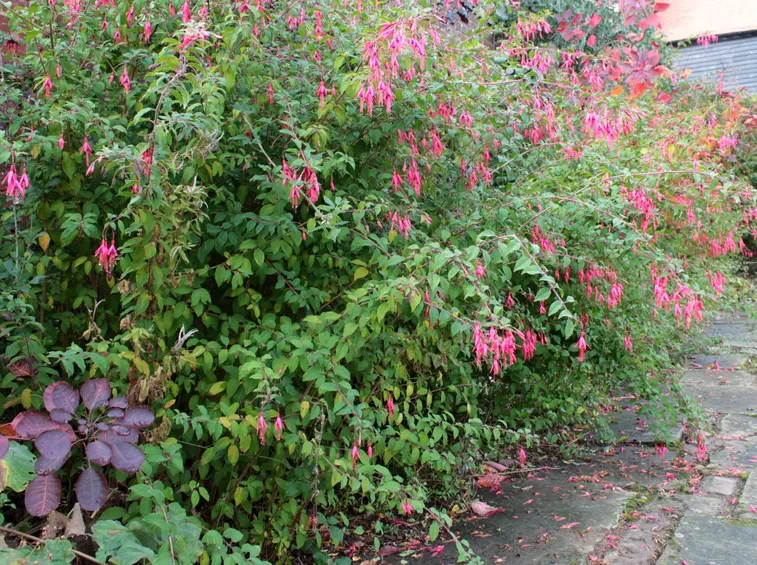 Fucsia in giardino