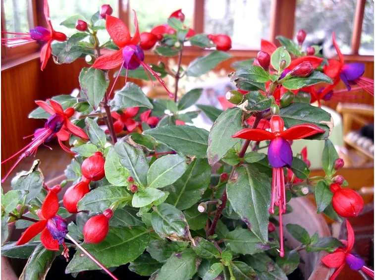 Fucsia in casa