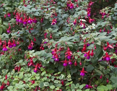 Grande pianta di fuscia