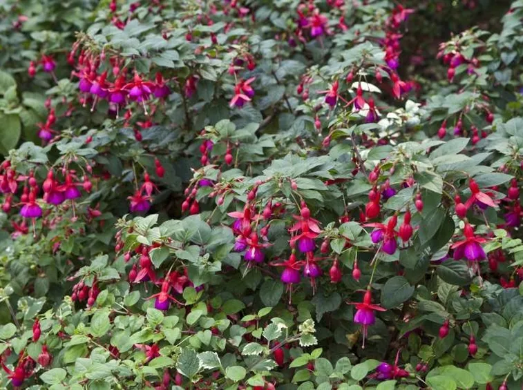 Grande pianta di fuscia