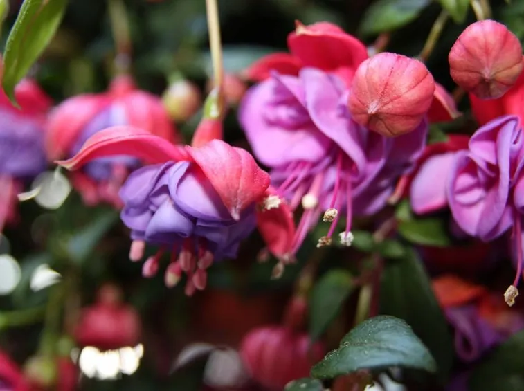 Fiori di fucsia