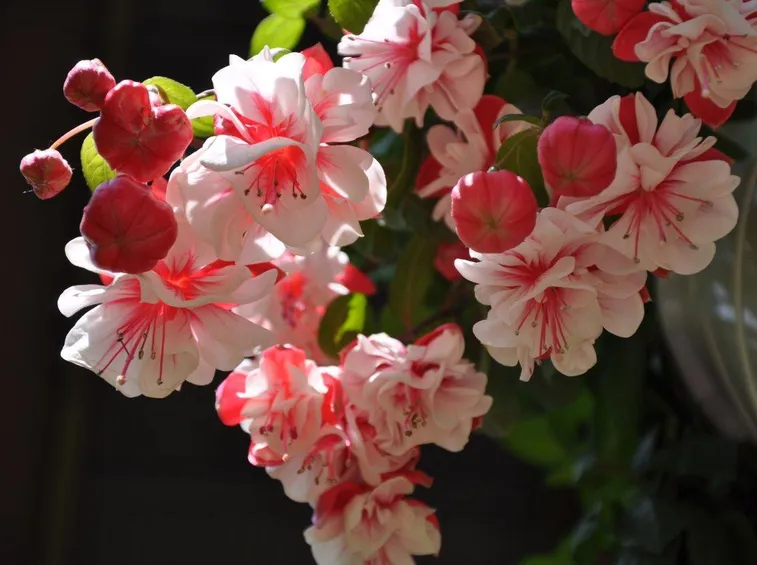 Particolare varietà di fucsia