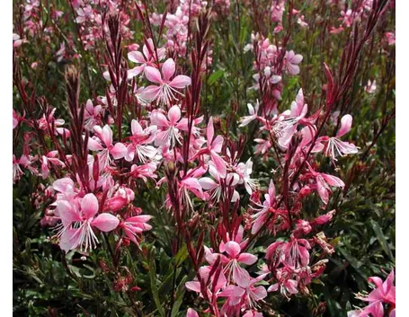 Gaura fiore