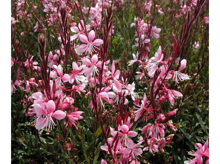 Gaura fiore