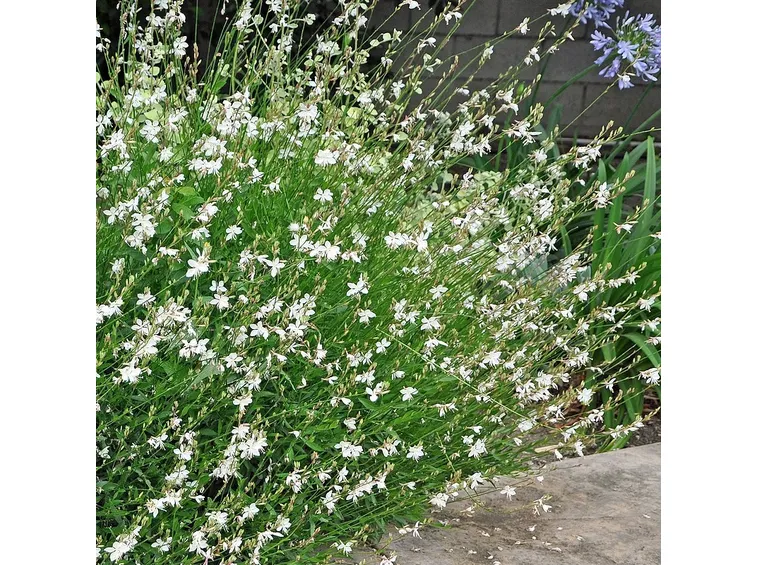 Pianta gaura bianca