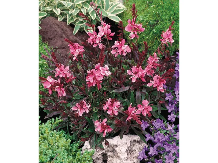 Gaura butterfly